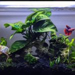 10 Aquarium Plants Best for Betta Fish