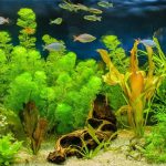 Root Feeding Aquarium Plants – All You Need to Know About Them