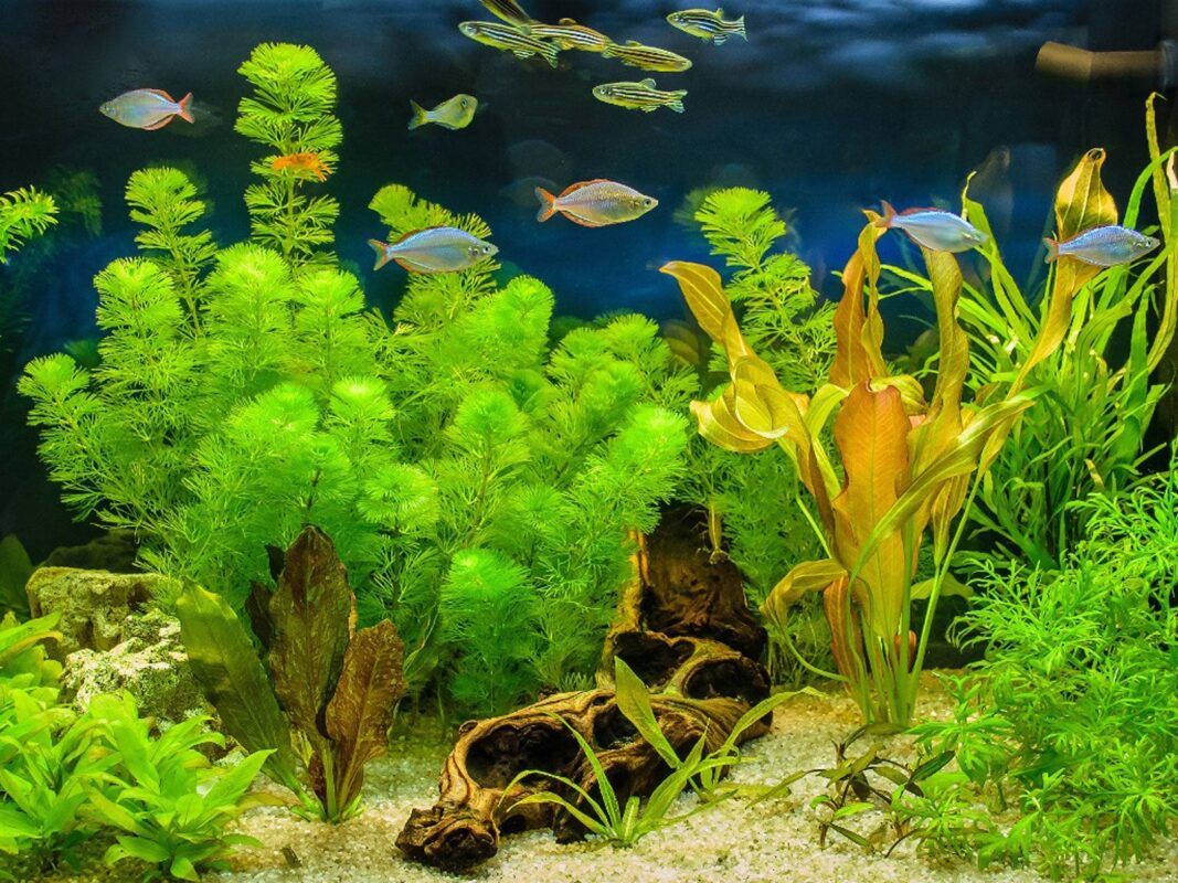 Root Feeding Aquarium Plants – All You Need to Know About Them