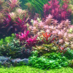 Fast Growing Aquarium Plants- Tips and Tricks for Their Care and Maintenance