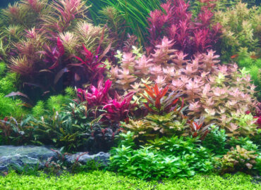 Fast Growing Aquarium Plants - Tips and Tricks for Their Care and Maintenance