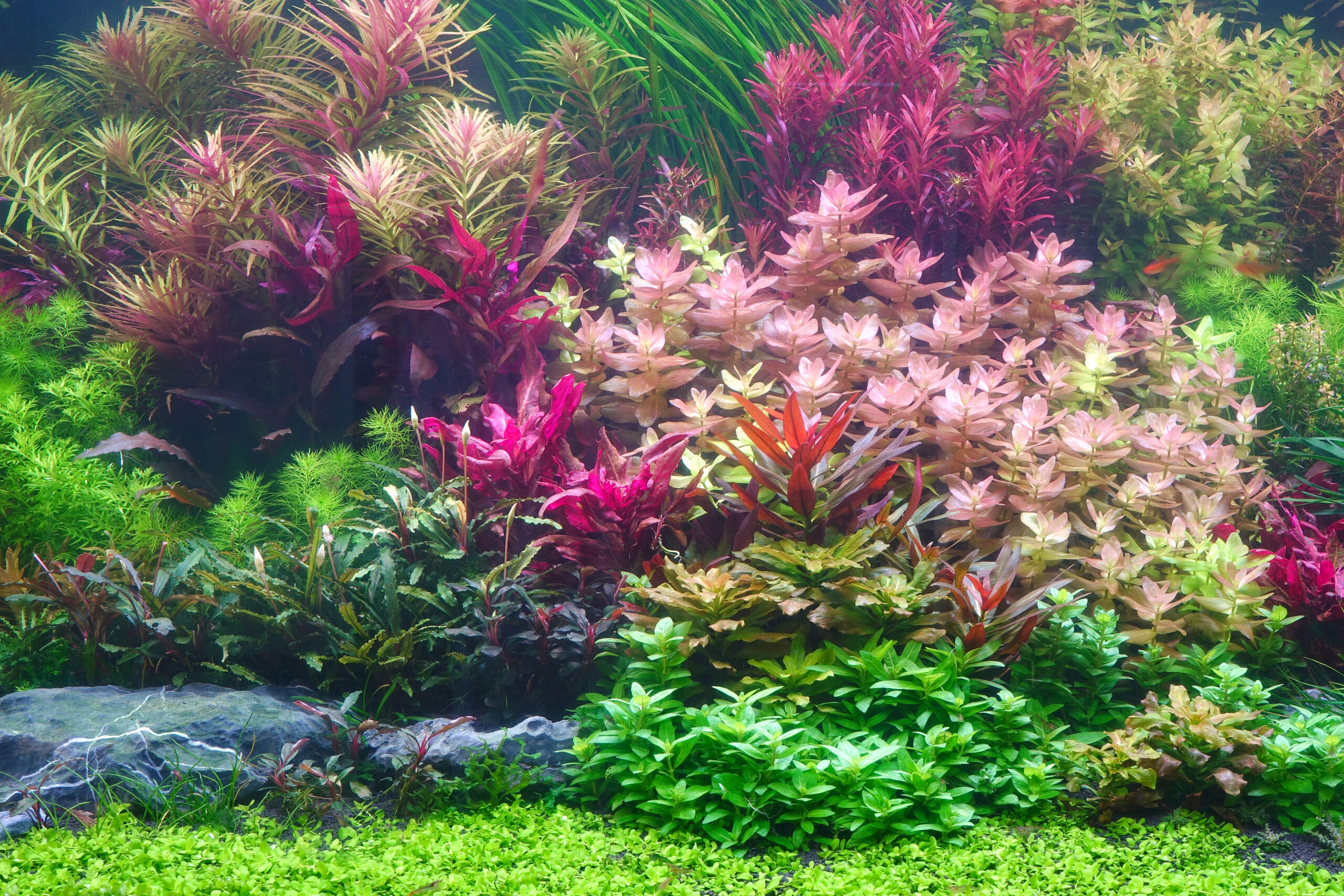 Fast Growing Aquarium Plants - Tips and Tricks for Their Care and Maintenance